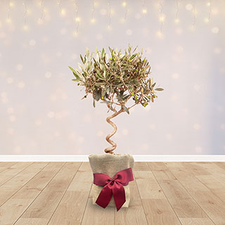 Christmas Gift Wrapped Spiral Stem Standard Olive Tree