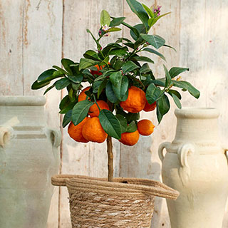 Citrus 'Red Lime' Tree with Fruit