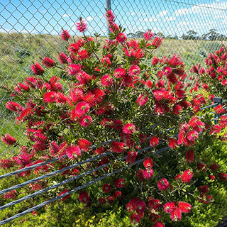 Callistemon viminalis 'Red Star'