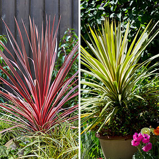 Colourful Cordyline Collection