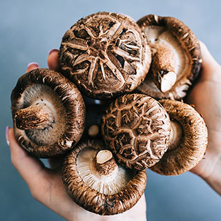 Shiitake Mushroom Grow Kit