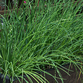 Herb Chives