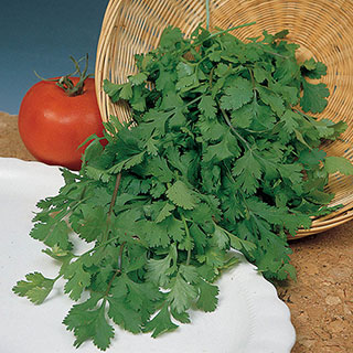Herb Coriander