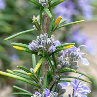 Rosemary 'Miss Jessopp's Upright'