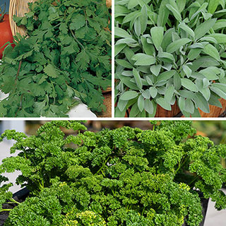 Kitchen Herb Collection