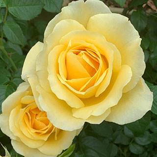 Harkness Rose 'Golden 50th Wedding Anniversary' �