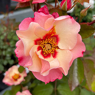 Harkness Rose 'Alissar Princess of Phoenicia'