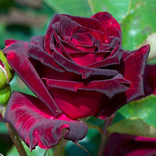 Rose 'Black Baccara'