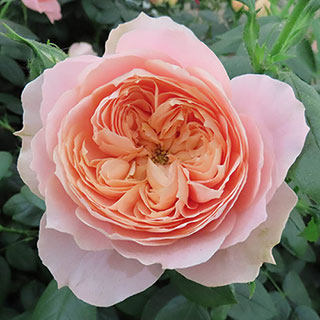 Harkness Rose 'Coral Wedding 35th Anniversary' �