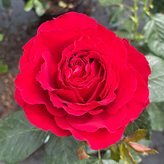 Harkness Rose 'Ruby 40th Wedding Anniversary' �