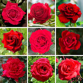Personalise Your Own Red Rose