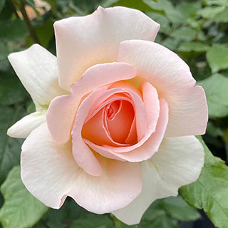 Harkness Rose 'Best Mum Ever'