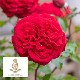 Harkness Rose 'Chelsea Pensioner' �