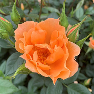 Harkness Rose 'Bridge of Sighs' Climbing