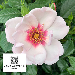 Harkness Rose 'Chawton Cottage' �