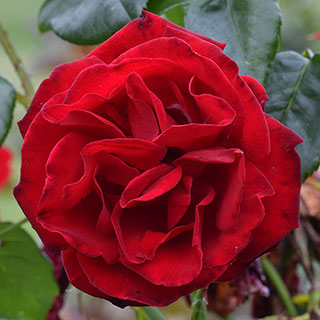 Climbing Rose 'Dublin Bay'