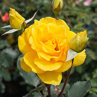 Rose 'Golden Perfume'