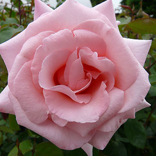 Harkness Climbing Rose 'High Hopes' �