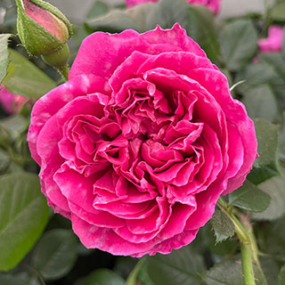 Harkness Rose 'Highclere Castle' �
