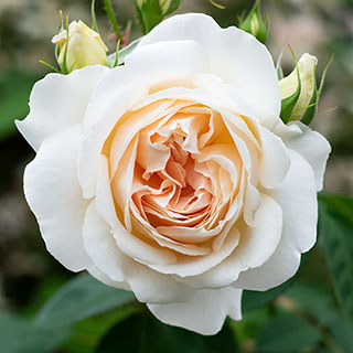 Harkness Rose 'Penny Lane' �