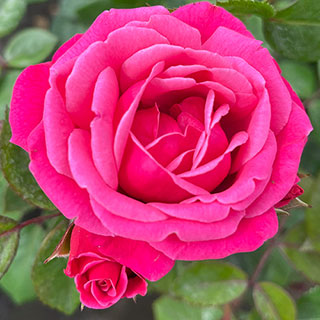 Rose 'Pink Perpetue'