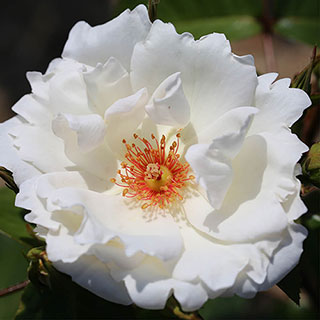 Harkness Rose 'White Star' �