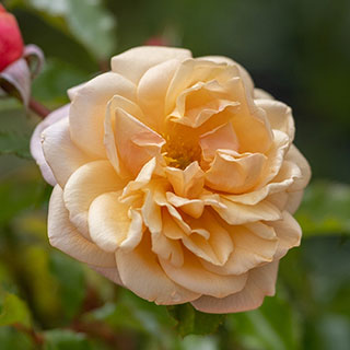 Harkness Rose 'Susie' �