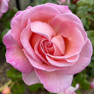 Harkness Rose 'Sweet Syrie' �
