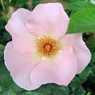 Harkness Rose 'Simple Life' � Climbing
