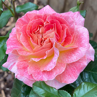 Harkness Rose 'Designer Sunset'