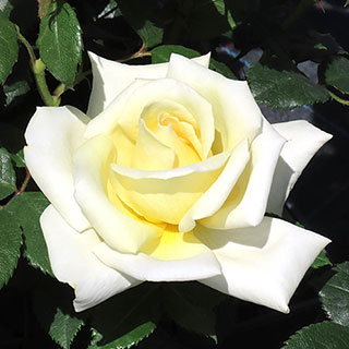 Harkness Rose 'The Happy Couple'