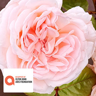 Harkness The Elton John AIDS Foundation Rose