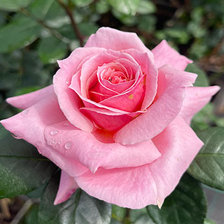 Harkness Rose 'English Princess'