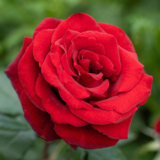 Harkness Rose 'Fab at 60' �