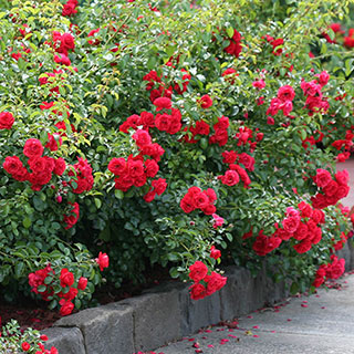 Rose 'Flower Carpet Scarlet'