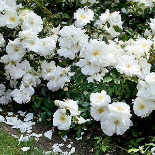 Rose 'Flower Carpet White'