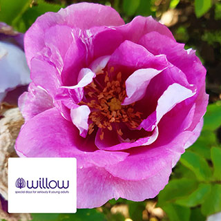 Harkness Rose 'Memories and Moments' �