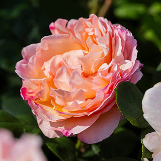 Harkness Rose 'Guardian Angel'