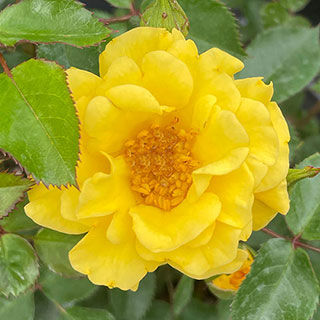 Harkness Rose 'Golden Wedding Celebration'