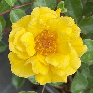 Harkness Rose 'Golden Patio'
