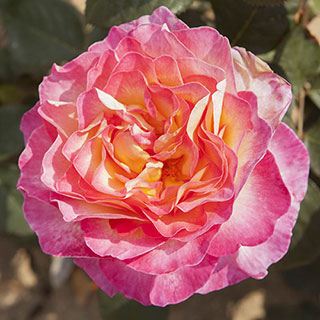 Rose 'Gorgeous'