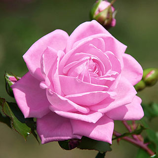 Harkness Rose 'Graciously Pink'