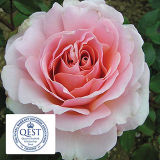 Harkness The Queen Elizabeth II Rose