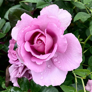 Harkness Rose 'Harry Edland'