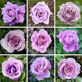 Personalise Your Own Purple Rose