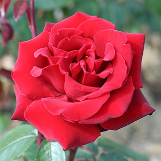 Rose 'Ingrid Bergman'