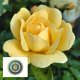 Harkness Rose 'Margarette Golding'