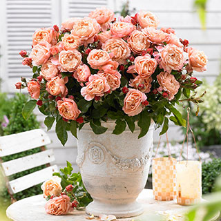 Harkness Rose 'Marie Curie'