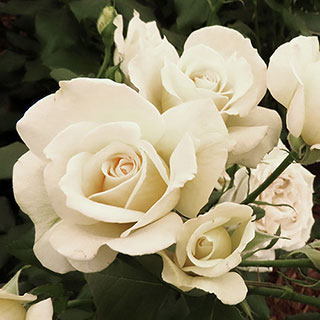 Harkness Rose 'Friendship' �