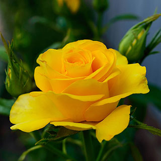 Harkness Rose 'You Are My Sunshine' �